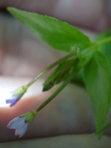 Foto de Epilobium hornemannii