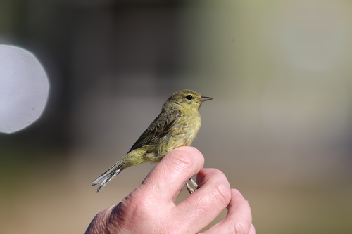 iNaturalist observation photo of Orange-crowned Warbler