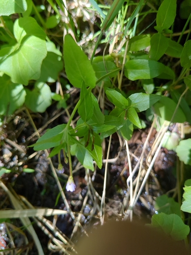 Foto de Epilobium hornemannii