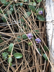 Ceanothus prostratus