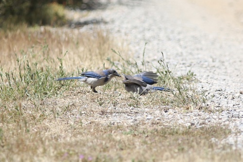 iNaturalist observation photo of California Scrub-Jay