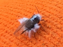 Entomophthora muscae