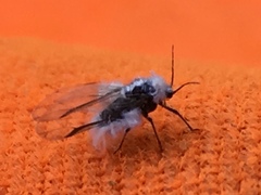 Entomophthora muscae