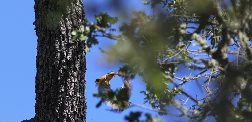 iNaturalist observation photo of Bullock's Oriole