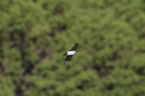iNaturalist observation photo of Tachycineta Swallows