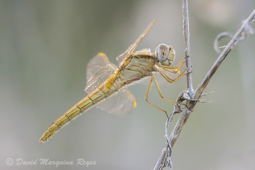 Broad Scarlet, photo 6 of 8