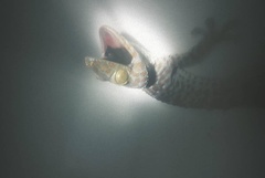Gekko gecko