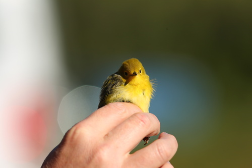 iNaturalist observation photo of Northern Yellow Warbler