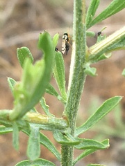 Urophora affinis