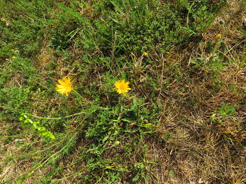 Vienagraižė snaudalė