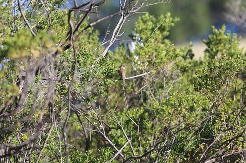 iNaturalist observation photo of Willow Flycatcher