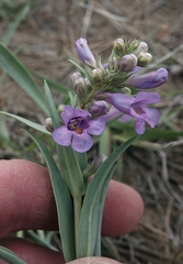 Penstemon angustifolius