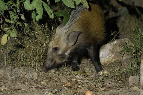 Bushpig