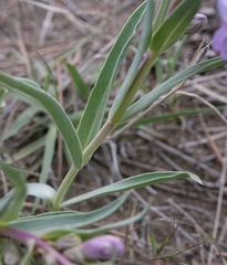 Penstemon angustifolius
