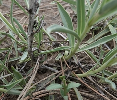 Penstemon angustifolius