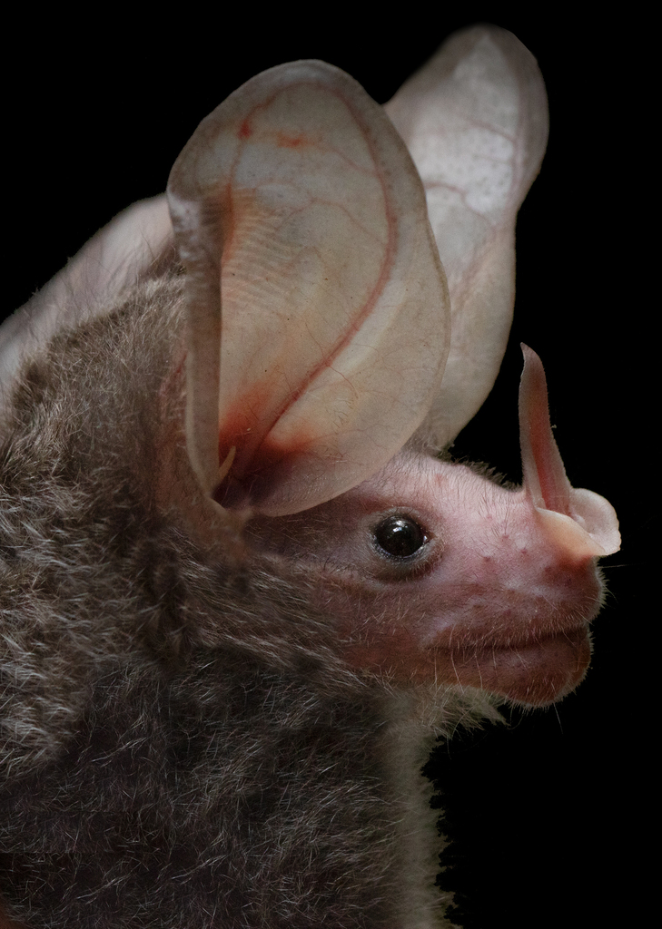 Big-eared Woolly Bat (Chrotopterus auritus)