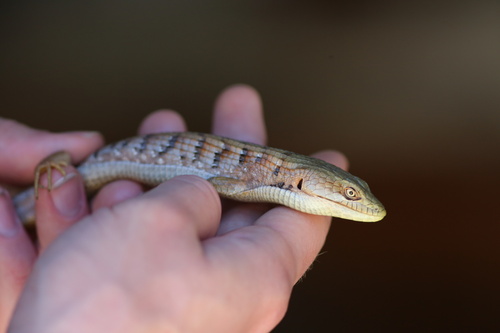 iNaturalist observation photo of Southern Alligator Lizard