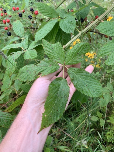 Rubus argutus