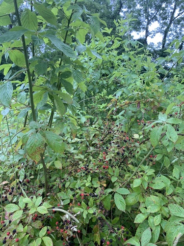sawtooth blackberry (Rubus argutus)