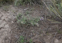 Penstemon angustifolius