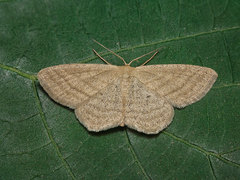 Scopula virgulata