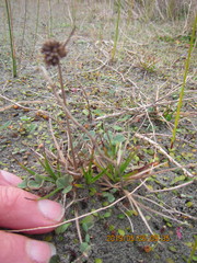 Juncus caespiticius