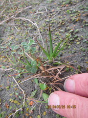 Juncus caespiticius