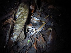 Craugastor crassidigitus