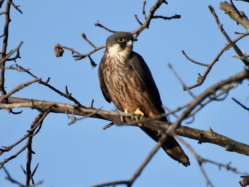 Halcón de Eleonora (Falco eleonorae)