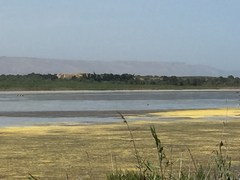 Ardea cinerea monicae