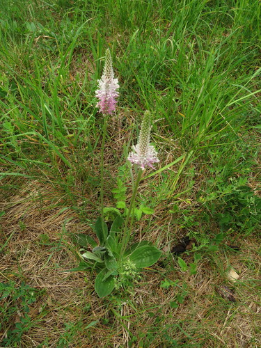 Plaukuotasis gyslotis