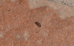 Lepidocnemeplatia sericea