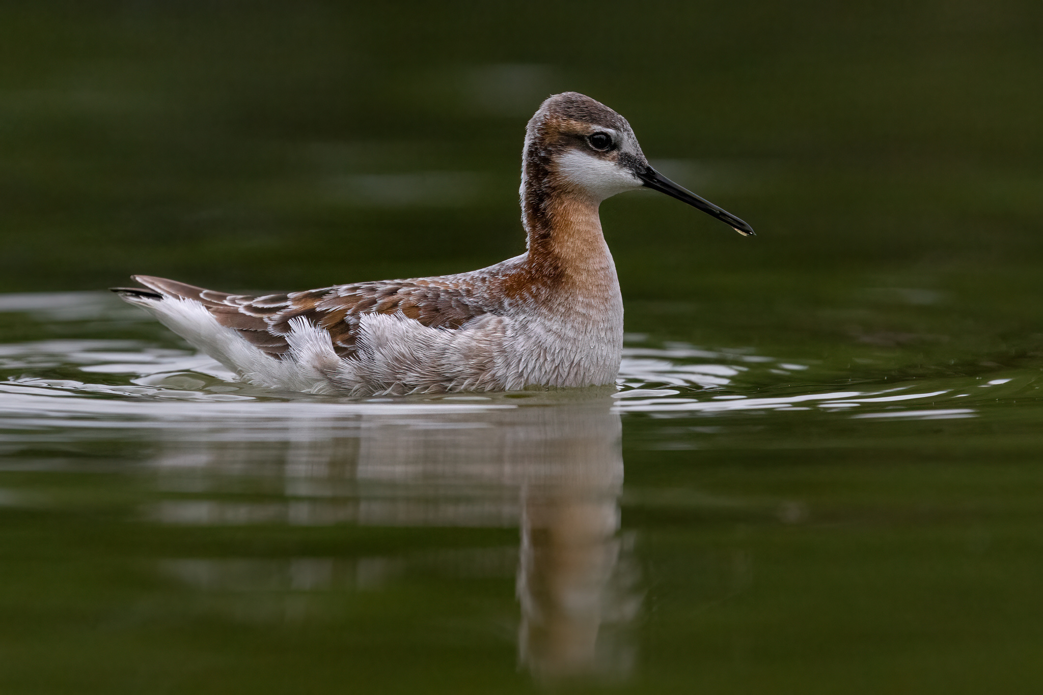Wilson's Phalarope (Phalaropus tricolor)