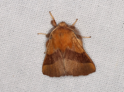 Forest tent caterpillar moth