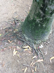 Pritchardia pacifica