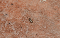 Lepidocnemeplatia sericea