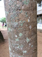 Pritchardia pacifica