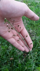 Capsella bursa-pastoris