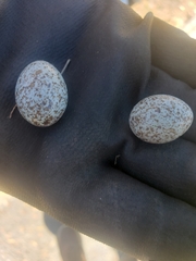 Chordeiles acutipennis