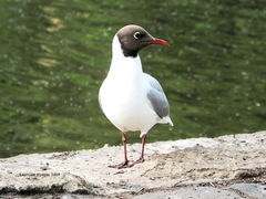 Chroicocephalus ridibundus