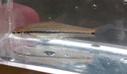 Blackspot shiner (Notropis atrocaudalis) — Cyprinidae — 5