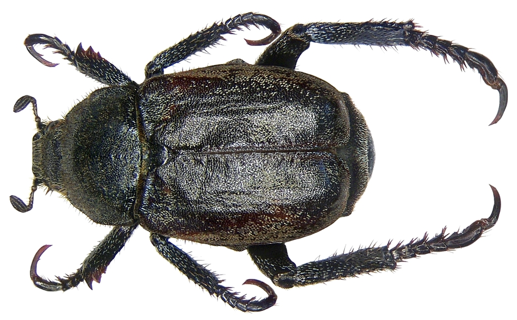 Welsh Chafer