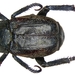 Hoplia philanthus - Photo (c) Udo Schmidt, algunos derechos reservados (CC BY-SA)