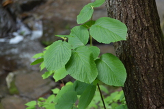 Viburnum lantanoides