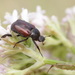 Welsh Chafer - Photo (c) Mark Gurney, some rights reserved (CC BY-NC-SA)