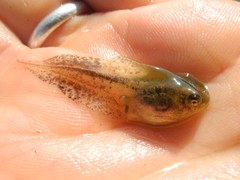 Hyla intermedia