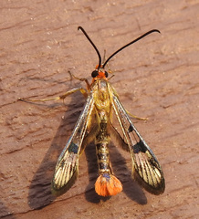 Synanthedon acerni