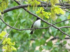 Ficedula hypoleuca