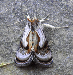 Chrysanympha formosa