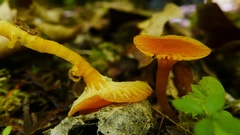 Hygrocybe insipida